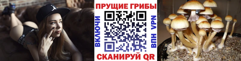 Псилоцибиновые грибы ЛСД  купить наркотик  Волгореченск 